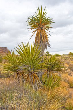 Kurak bir ovasında büyüyen Mojave Yucca