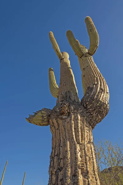 Старый кактус Сагуаро в пустыне — стоковое фото