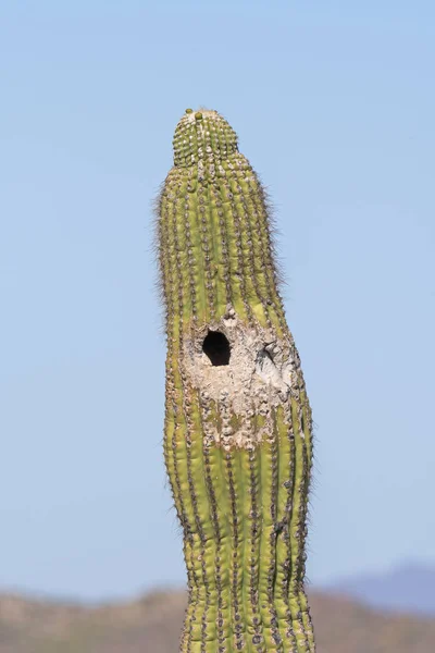 Птичье гнездо в кактусе — стоковое фото