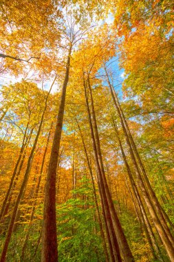 Gökyüzüne Arching sonbahar renkleri