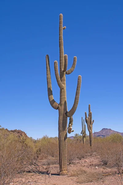 Огромный и необычный кактус Сагуаро в пустыне — стоковое фото