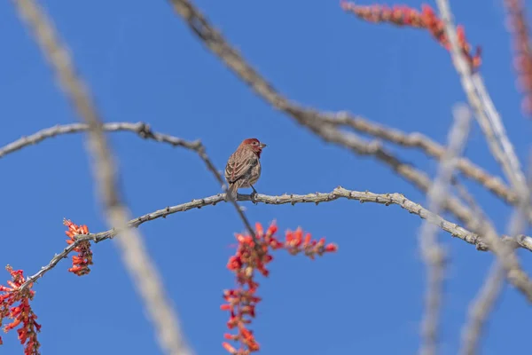 Maison Finch sur un Ocotillo dans le désert — Photo