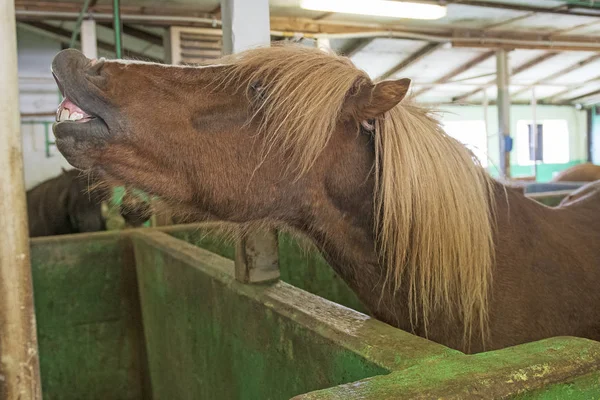 Icelandic Horse showing his Teeth in the Stable