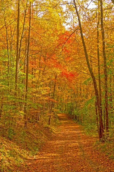 Odlehlá lesní cesta na podzim — Stock fotografie