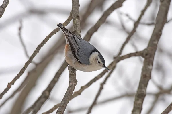 White Breasted Nuthatch in a Tree in Winter