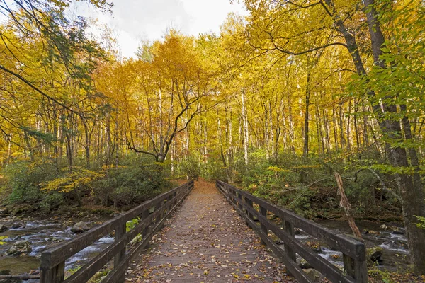 Мост в осенний лес — стоковое фото