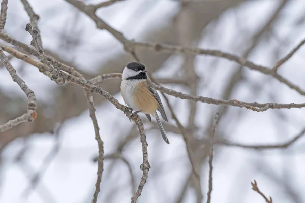 Black Capped Chickadee in the Winter Forest