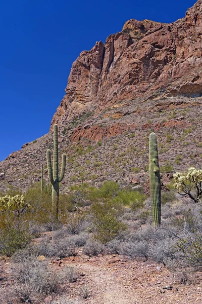 Cactus Below Soaring Desert Peaks — Stock Photo, Image