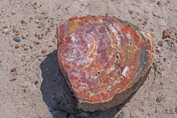 Colorful Patterns in Petrified Wood — Stock Photo, Image