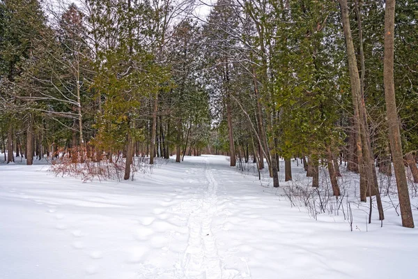 Schneeschuhpfade durch einen Winterwald — Stockfoto