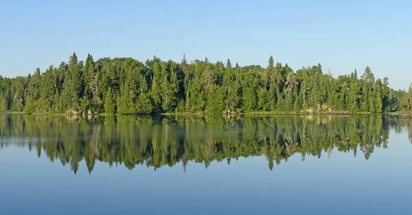 Reflexões da manhã dos pinheiros na floresta do norte — Fotografia de Stock