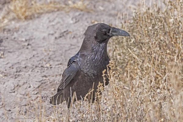 Cuervo común en las hierbas del desierto — Foto de Stock