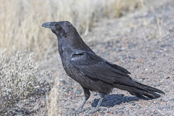 Corvo comum à procura de comida no deserto — Fotografia de Stock