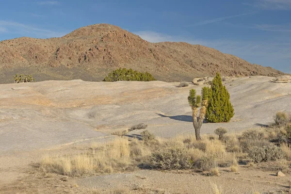 Rocas desnudas y plantas del desierto en el desierto de Mojave — Foto de Stock
