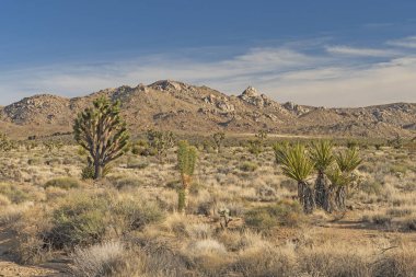 Erken İlkbaharda Yüksek Çöl Florası