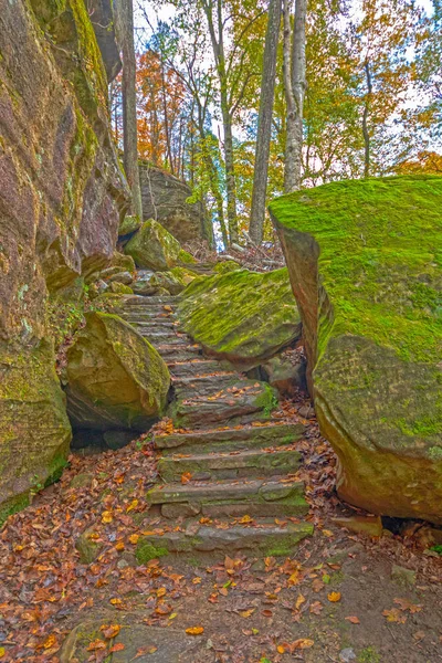 Mos overdekte trappen op forest Trail Rechtenvrije Stockfoto's