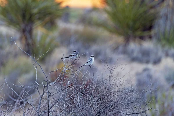 Une paire de Pies-grièches migratrices appréciant le coucher du soleil du désert — Photo