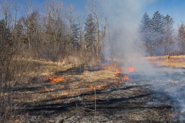 Yerli Prairie kontrollü Burn