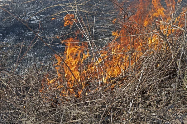 Close up of a Controlled Prairie Burn — Stock Photo, Image