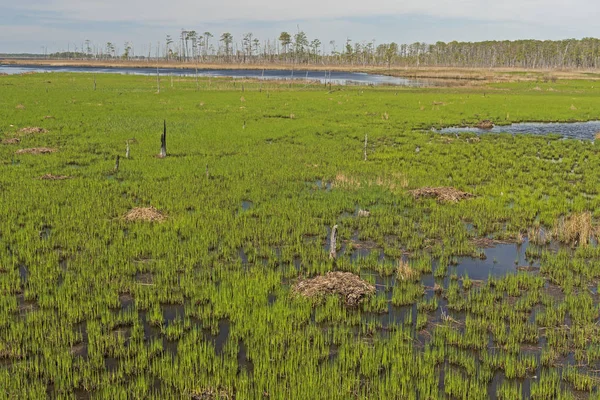 Lente groei in wetland estuarium — Stockfoto