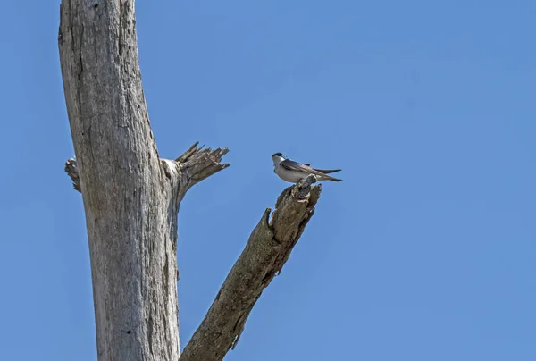 Hirondelle dans un marais Arbre — Photo