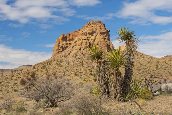 Butte del deserto e Mojave Yucca — Foto Stock