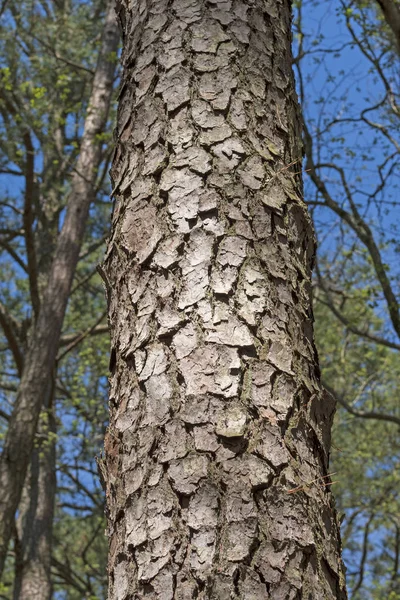 Close up of Loblolly Pine Tree Bark — Stock Photo, Image