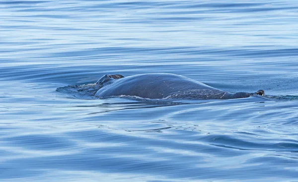 Humpback whale dorsal view in the ocean — Stock Photo, Image