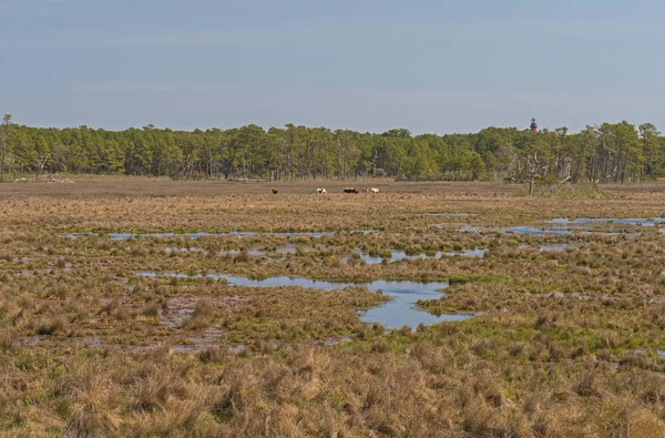 Kijken naar wilde paarden grazen in een moerasland — Stockfoto