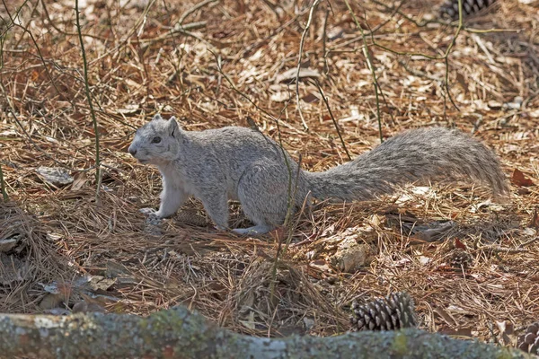 Een Delmarva Fox eekhoorn in het bos — Stockfoto