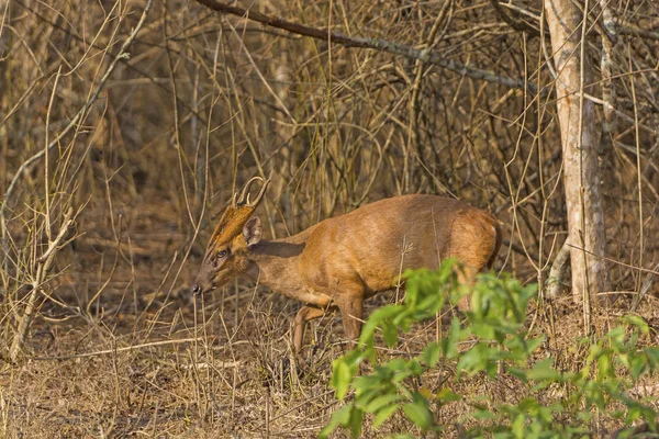 Viendo los cuernos únicos y los dientes caninos de un Muntjac — Foto de Stock