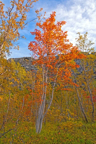 Kleurrijke Rowan bomen in de herfst — Stockfoto