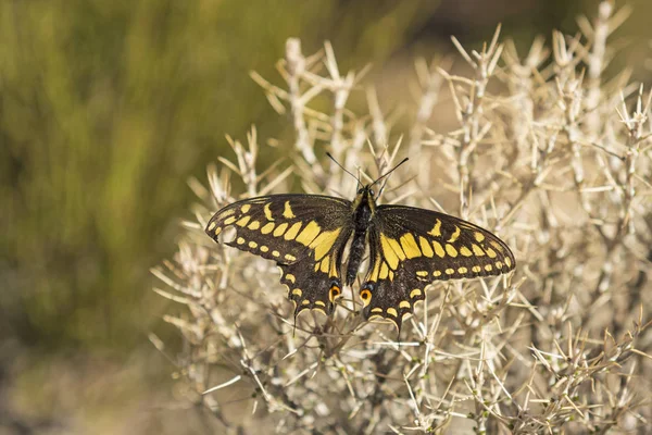 Desert Black Swallowtail on a Desert Plant — Stock Photo, Image