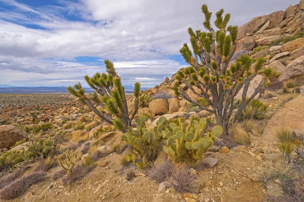 Exhibición floral del desierto en un pico remoto — Foto de Stock