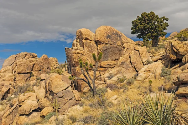 Rocas gastadas y vegetación escasa en un pico del desierto — Foto de Stock