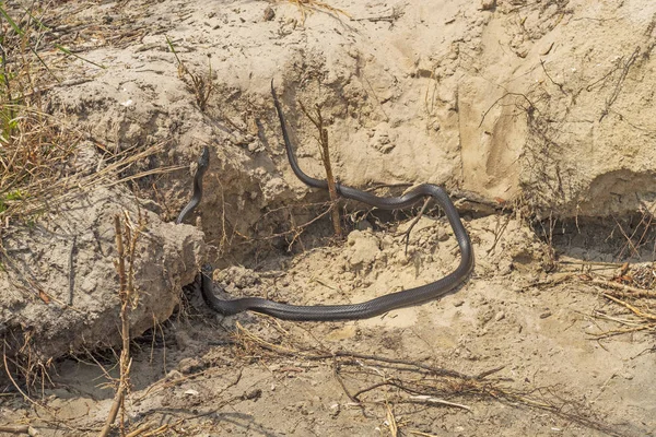 Eine östliche schwarze Rattennatter an einem Sandstrand — Stockfoto