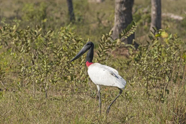 Jabiru Stork Walking in the Pantanal — Stock Photo, Image