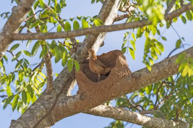 Rufous Hornero on its Nest clipart