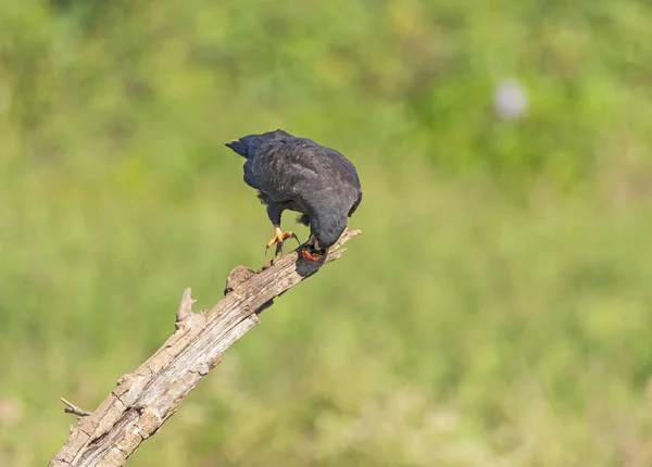 Lumaca aquilone mangiare una lumaca — Foto Stock