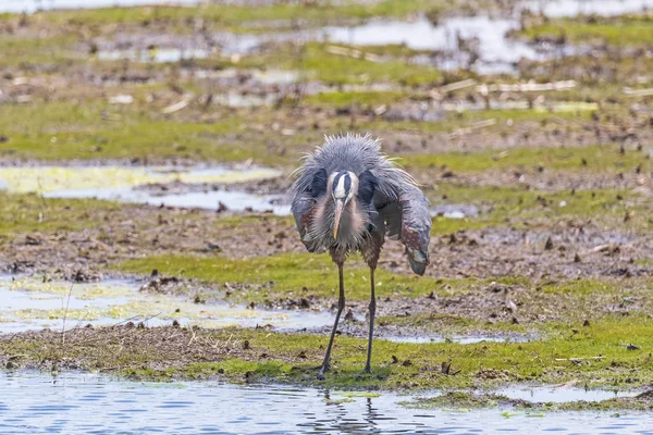 Great Blue Heron Displaying his Feathers — Stock Photo, Image