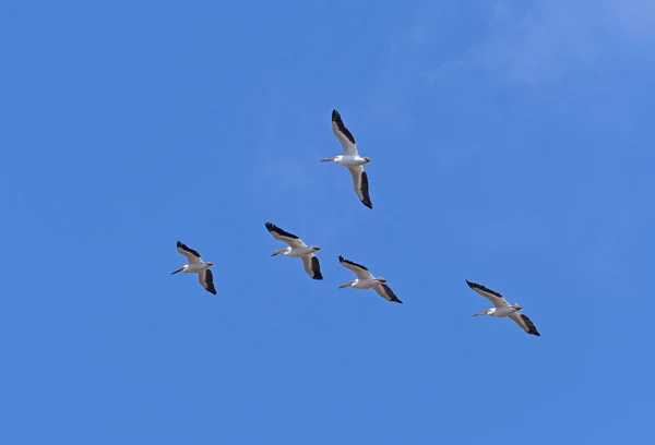 Grupa białych Pelikan Flying napowietrznych — Zdjęcie stockowe