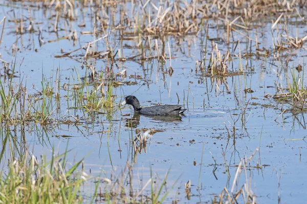 American Coot in a Wetland Pond — Stock Photo, Image