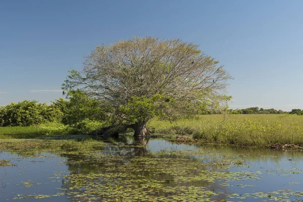 Árvore das zonas húmidas e vegetação aquática em uma lagoa — Fotografia de Stock