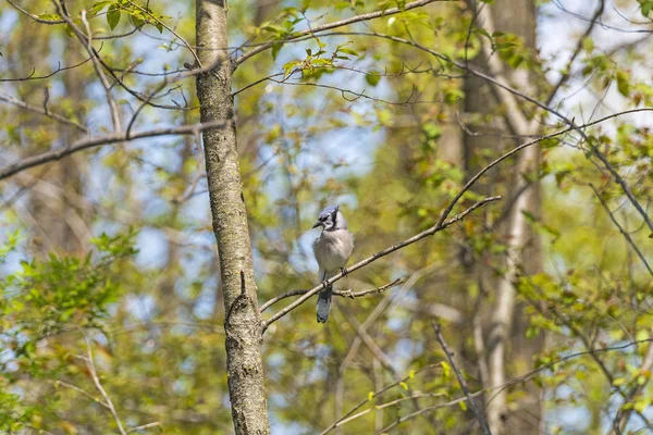Blue Jay à la recherche de nourriture dans la forêt — Photo
