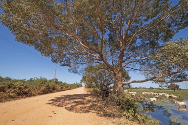 Pantanal Otoyolu'nun manzarası