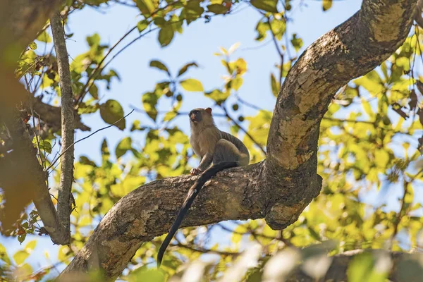 Marmoset de cauda preta em uma árvore — Fotografia de Stock