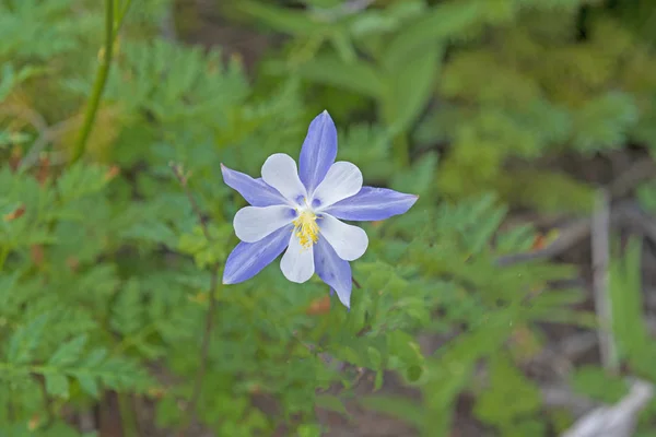 Blue Columbine in the Mountains — Stock Photo, Image