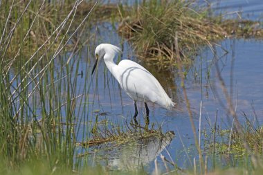 Bir sulak Havuzda Karlı Egret Wading