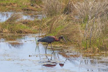 Sulak Havuzda Parlak Aynak