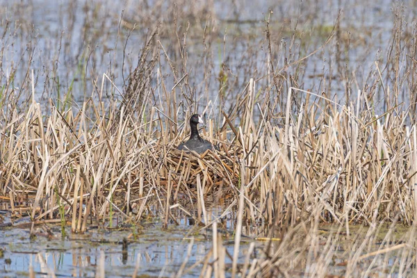 湿地の巣の上のアメリカのクート — ストック写真